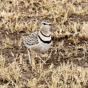 Double-banded Courser