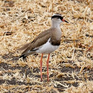 Crowned Plover