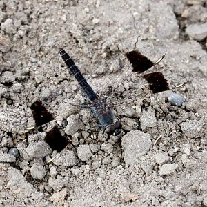 Dragonfly - known locally as 'Choppers'