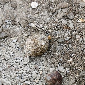 Double-banded Courser egg