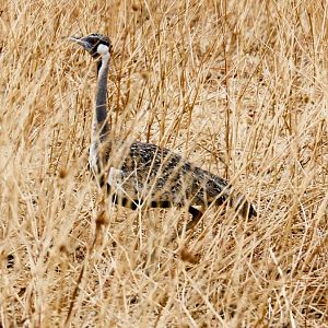 Hartlaubs Bustard