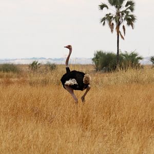 Ostrich