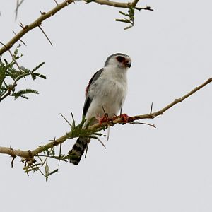 African Pygmy Falcon
