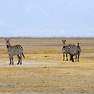 Zebras on the dry Lake Manyara