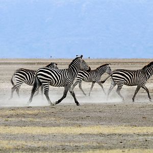 Zebras on the dry Lake Manyara
