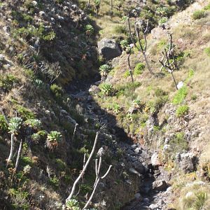 Valley full of giant groundsels