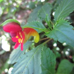Kilimanjaro Impatiens