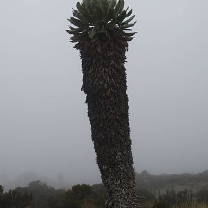 Giant Groundsel in clouds