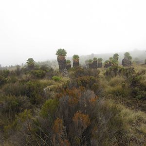 Forest of Giant Groundsel