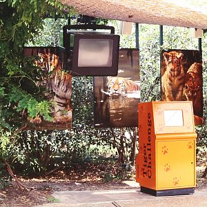 tiger education display