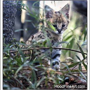 serval kitten