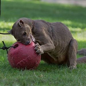 fossa demonstration