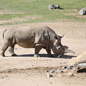 northern white rhino
