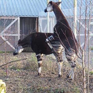 Okapi coutship