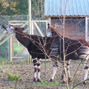 Okapi coutship