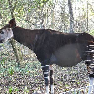 Female okapi