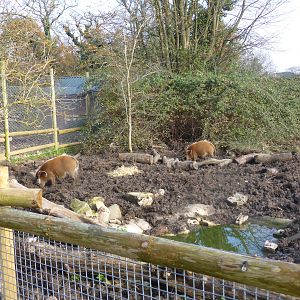 Red river hog brothers