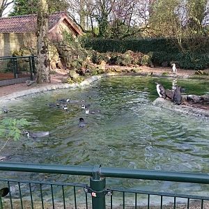 Humboldt penguin enclosure