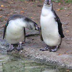 Humboldt penguins