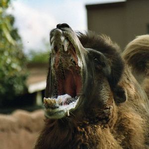 Would you touch these nice Guy ?