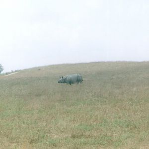Indian Rhinoceros