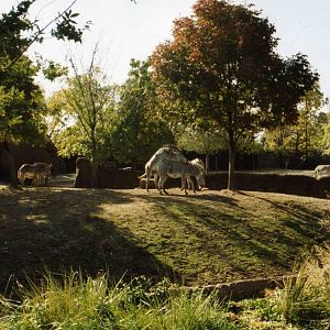 Grevy-Zebra Exhibit