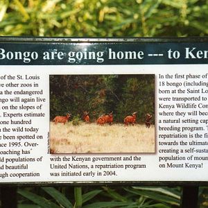 The Bongo are going home...
