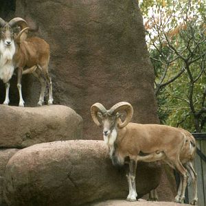 Male Transcaspian Urial