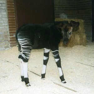 Okapi Calf