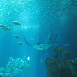 Central tank with manta Ray