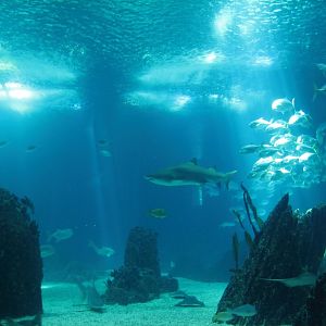 Central Tank with Shark