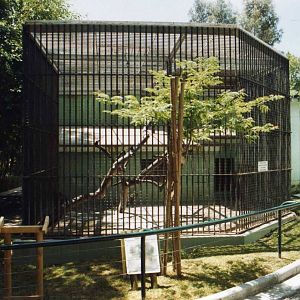 Old Gorilla Outdoor cage