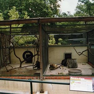 Guenon Cages