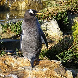 Gentoo Penguin at Whipsnade Zoo, 2 January 2009