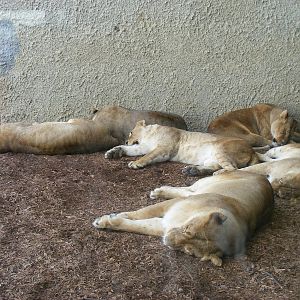 Kachanga, Mashaka-Lila, Kia, Neo, Toto and Kato the African lions in Lions