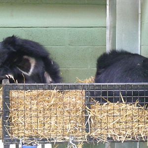 Sloth Bears at Whipsnade Zoo, 2 January 2009