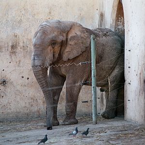 Elephant Breeding Bull in his spacious exhibit