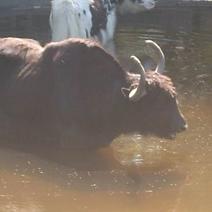 bathing yak kolmården