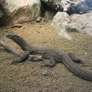 Komodo Dragon arrival at Barcelona