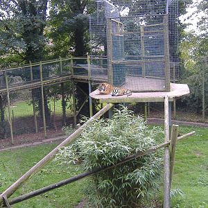 Sumatran Tiger at Thrigby Hall, 8 September 2008