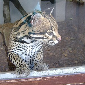 Ocelot at Banham Zoo, 7 September 2008