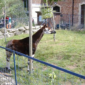 Okapi at Bristol Zoo, 9 August 2008