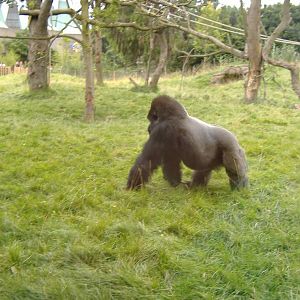 Bongo (Bobby) the gorilla at London Zoo, 27 July 2007