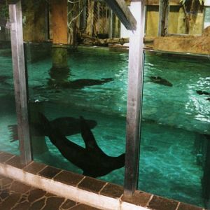 Hippo Indoor Pool with sealions