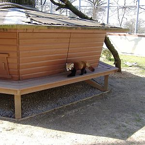 Red Panda in Roof of the World exhibit at Marwell Zoo, 8 April 2007