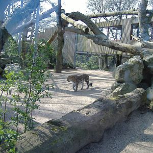 Akin the Amur Leopard in Leopard Lookout exhibit at Marwell Zoo, 8 April 20