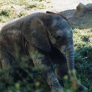 Elephant calf playing in grass