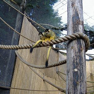 Squirrel Monkeys at Chessington Zoo, 11 February 2007