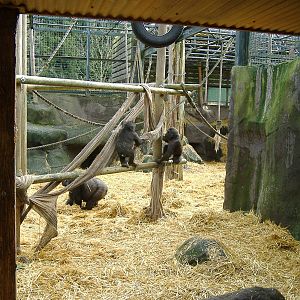 Gorillas at Chessington Zoo, 11 February 2007