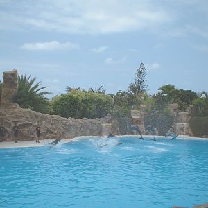 Dolphins at Loro Parque in Tenerife, 16 May 2004